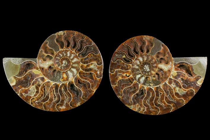 Agatized Ammonite Fossil - Crystal Pockets #144103